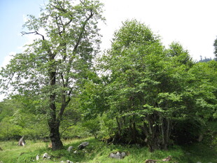 山林中的葱郁树木