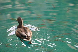 鸭子水中拍翅游动