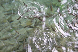 水面涟漪与水底石块景象