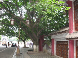 古树下的传统街景