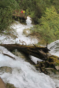 山间溪流与倒木的自然景
