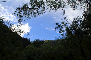 林间蓝天 枝叶间的美好景致