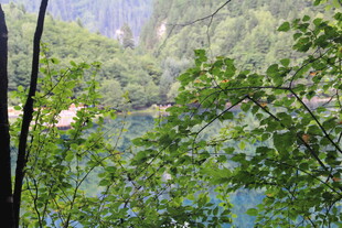 透过枝叶看静谧湖水