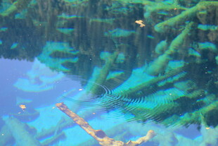 梦幻水中森林景观