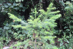 嫩绿小松树苗生长于林间