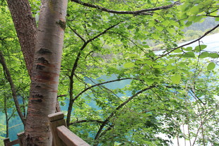 林间木栈道旁的葱郁树木