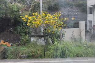 墙边绽放的黄色花卉