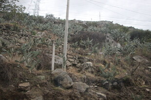 山坡上的简易设施与植被