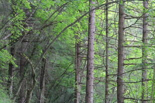 茂密树林中的挺拔树木