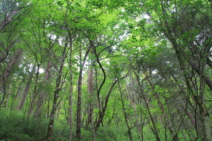 翠绿繁茂的树林景观