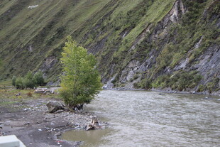 山间河流旁的孤树
