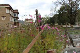 庭院边绽放的绚烂野花