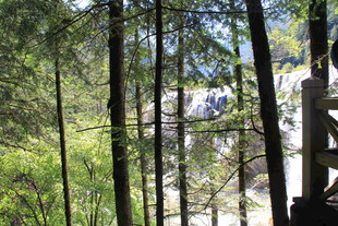 林间景致 远处建筑隐现