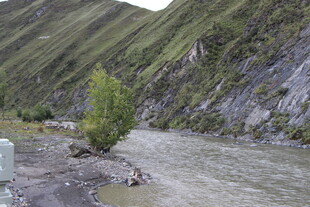 山间河畔的孤树风景