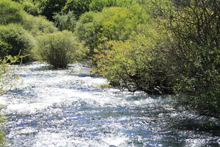山间溪流 绿意环绕的美景