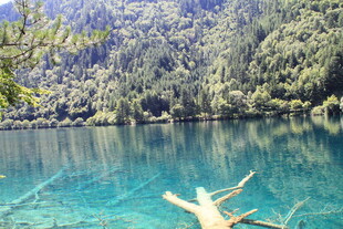 清澈蓝湖中的枯木景观