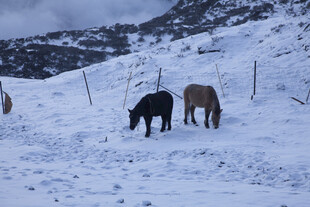 雪地中吃草的几匹马