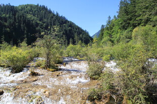 山间溪流 绿意盎然的自然景