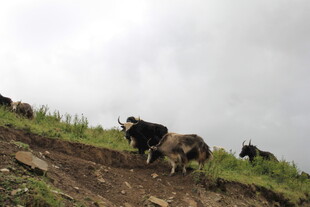 山坡上的牦牛群