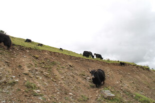山坡上的牦牛群