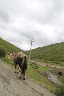 山间小道上的牦牛