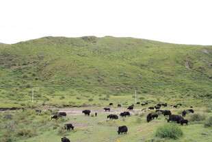 草原上的牛群悠然觅食