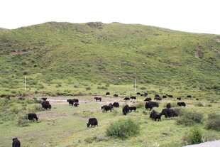 草原上的牦牛群