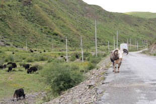 山间牧人赶牛走在公路上