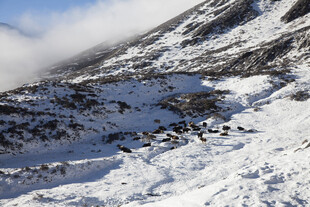 雪山景致 云雾缭绕的山峦
