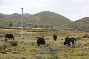 草原上的牦牛群