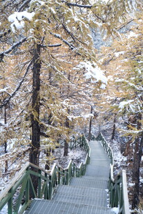 雪覆林间步道 景致如画