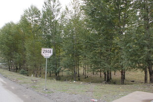 路边树林中的限速标志