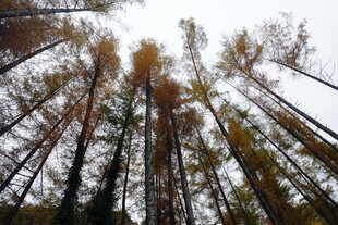 仰观秋日挺拔树林