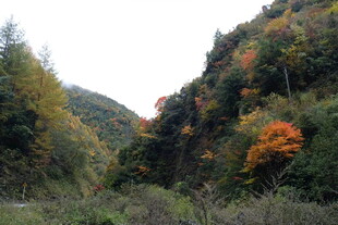 秋日山林斑斓景致