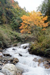 山间溪流旁的绚烂秋色