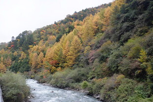 秋日溪边斑斓山林景色