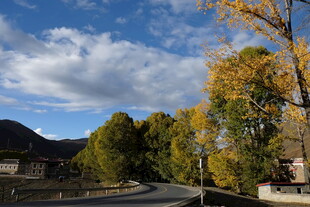 秋日乡村公路旁的斑斓树林