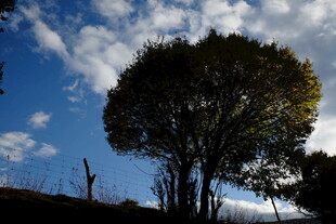 蓝天绿树的自然景致