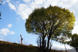 蓝天绿树风景美