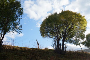 秋日山坡上的葱郁树木