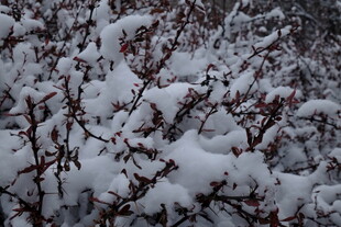 雪覆灌木 冬日景致