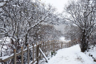 雪覆小径旁树木与木栏