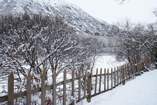 冬日雪覆围栏与树木景观