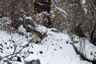 雪覆山林间的静谧小径