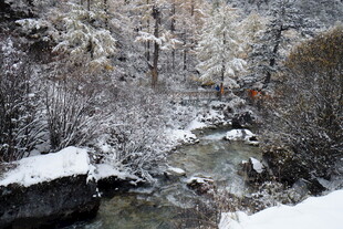 雪覆山林间的潺潺溪流