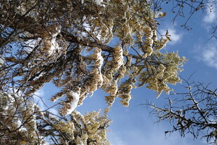 仰视冬日松树枝桠蓝天