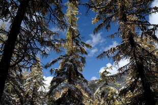 雪覆松林间的蓝天景致