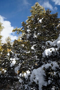 雪覆青松 蓝天相伴