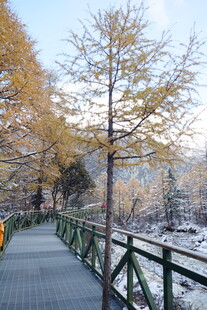 雪后秋景中的林间步道