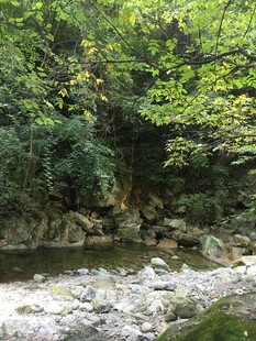 山间溪流旁的葱郁景致